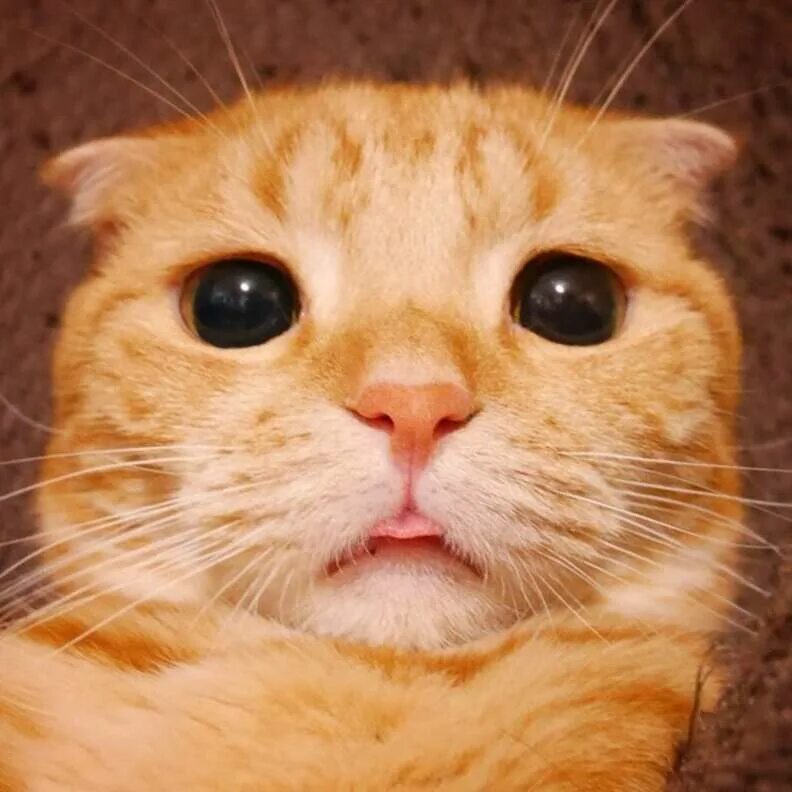 Покажи cat net