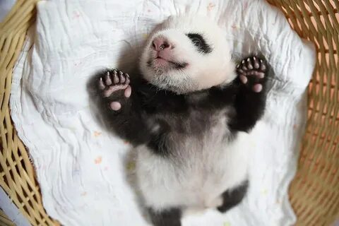 Panda 4 baby