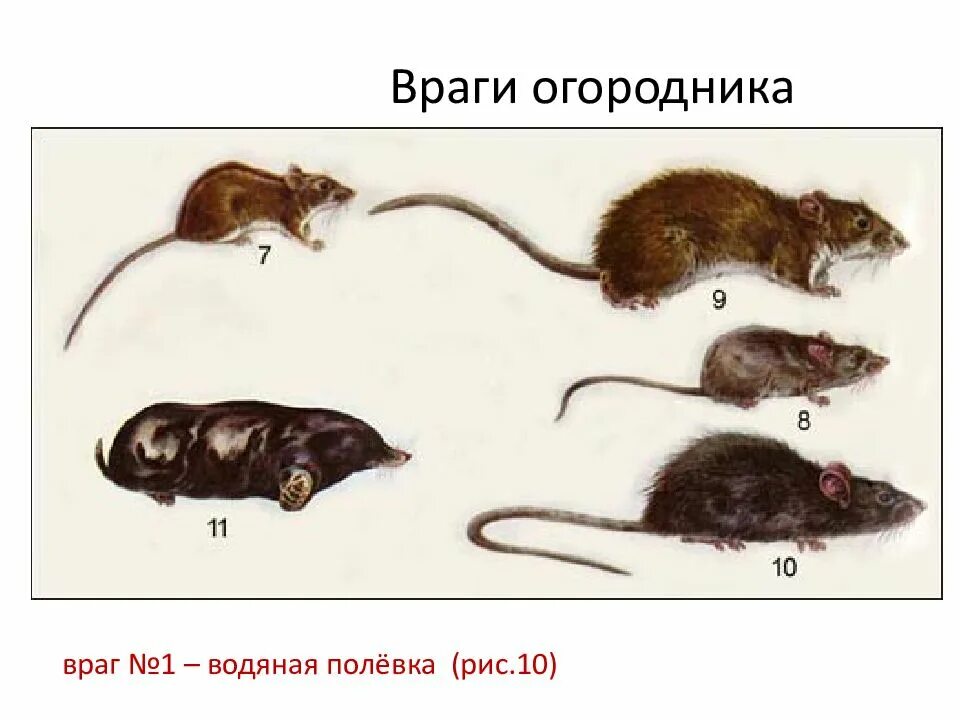 Крысы мыши полевки. Хвост мыши и крысы отличия. Отличие крысы от мыши полевки. Разница крысы и мыши полевки. Развитие мышей