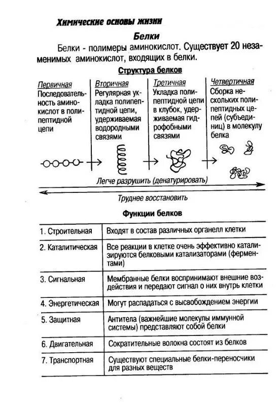 Картинки СТРУКТУРНАЯ ФУНКЦИЯ БЕЛКА ХАРАКТЕРИСТИКИ
