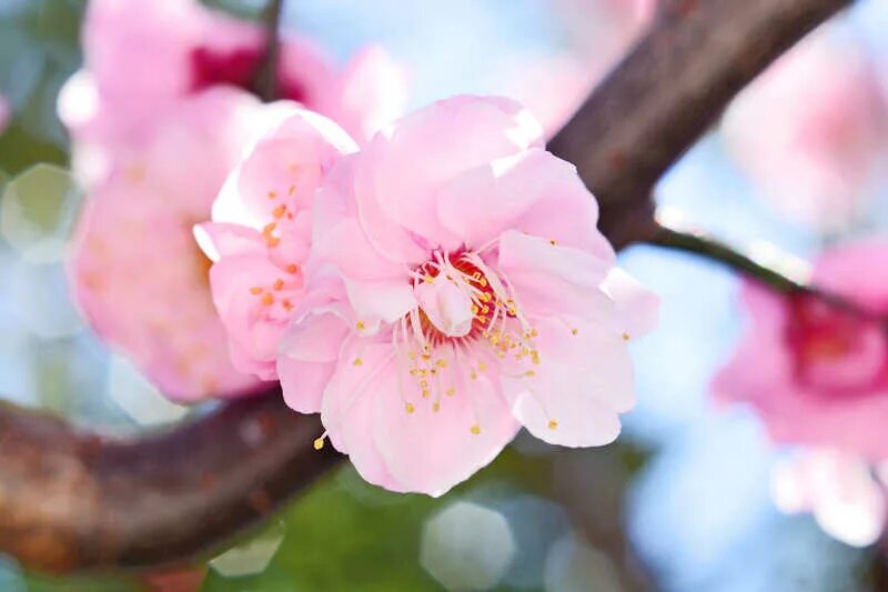 Блоссом цветы. Фотообои цветы Сакуры. Формула цветка Сакуры. Apricot Blossom Flowers.