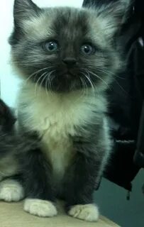 Возьму даром кота