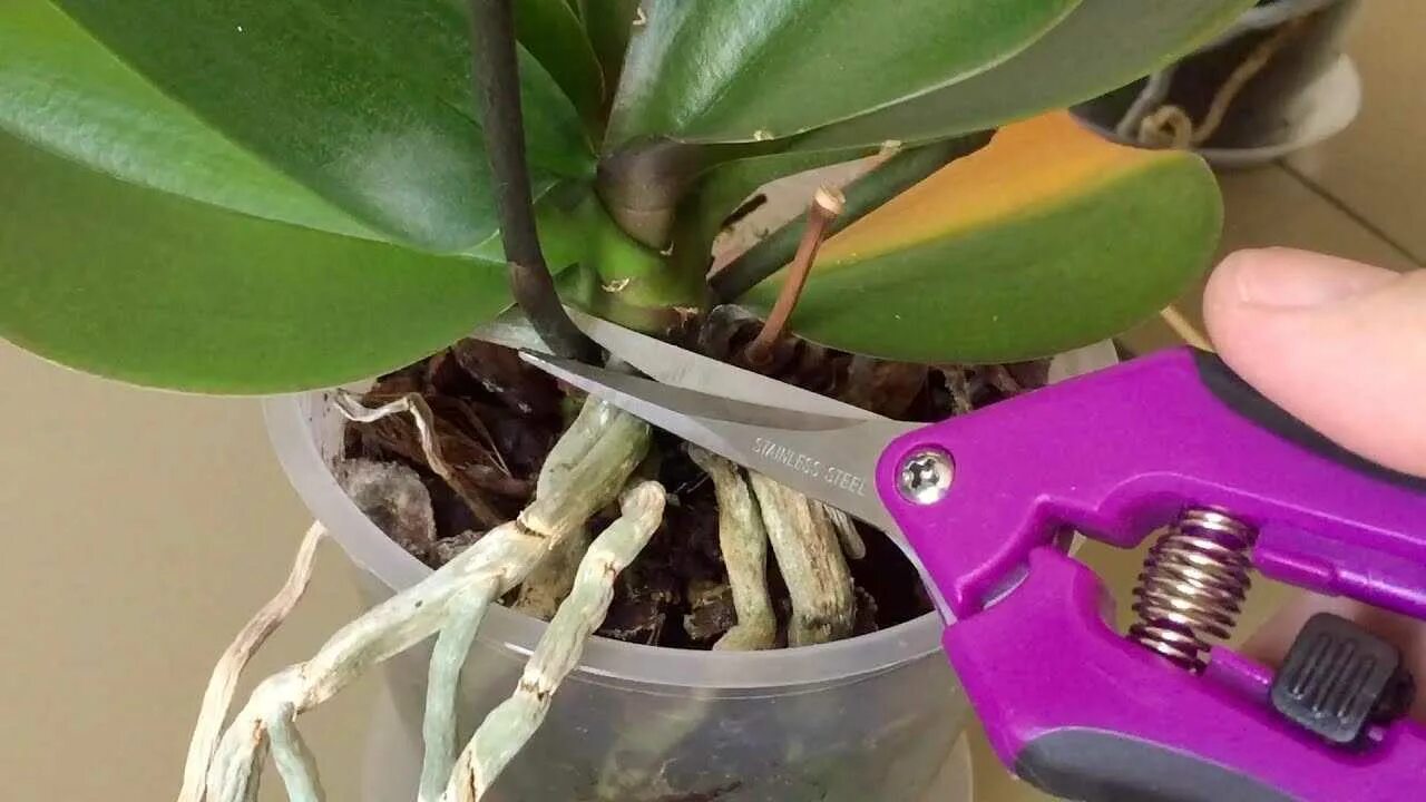 Можно ли обрезать сухие. Орхидея фаленопсис отцвела. Орхидея фаленопсис выпустила цветонос. Отцвевший цветонос у орхидеи. Цветоносы орхидеи срезать.
