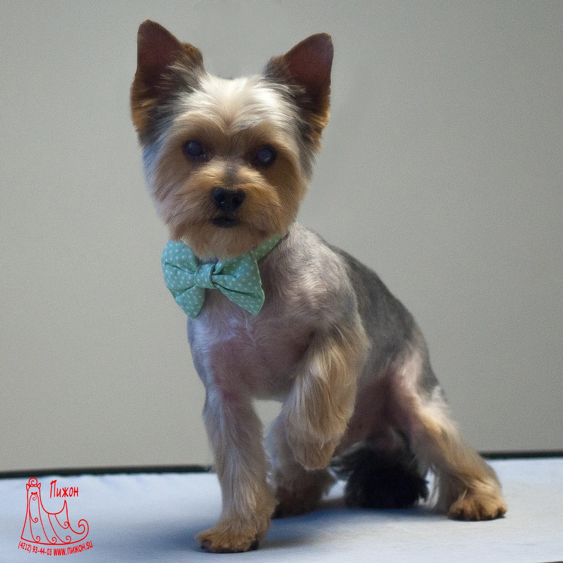 стрижка ершский терьер мальчик. стрижки йорков мальчиков видео. стрижка щенка йорка 2 месяца. стрижка йорка мальчика. причёски для йоркширского терьера мальчика.