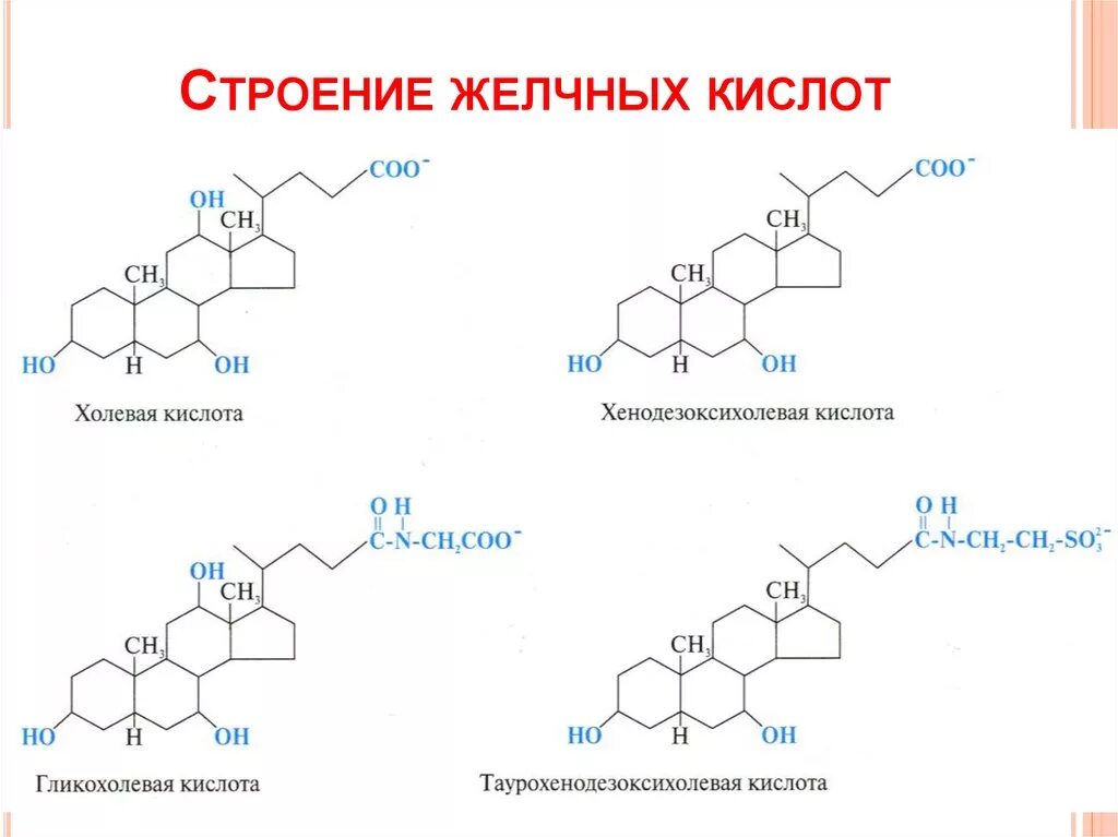 Липиды желчных кислот. Химическое строение желчных кислот биохимия. Структура желчных кислот. Строение солей желчных кислот. Структура желчных кислот биохимия.