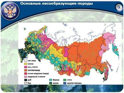 Ареал распространения лиственницы в России карта. Карта основных лесообразующих пород России. Лесообразующие породы России. Главные лесообразующие породы. Основные лесообразующие породы