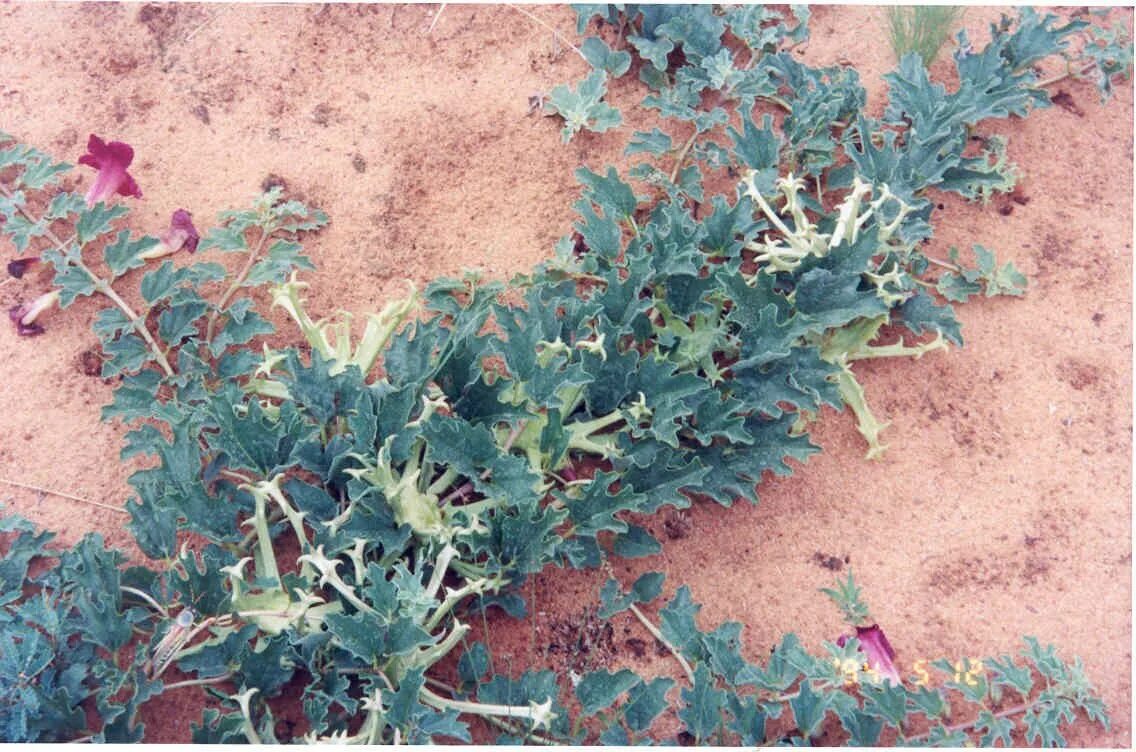 Мартиния душистая фото. Мартиния душистая коготь дьявола. Harpagophytum procumbens. Мартиния душистая (Harpagophytum procumbens ). Коготь дьявола (Гарпагофитум).