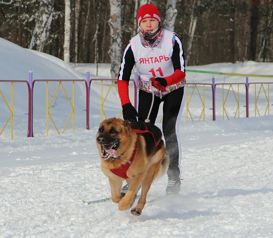 кинологический спорт. спортивный кинолог. гто тамбовская область. максима манеж аджилити. папильон аджилити.