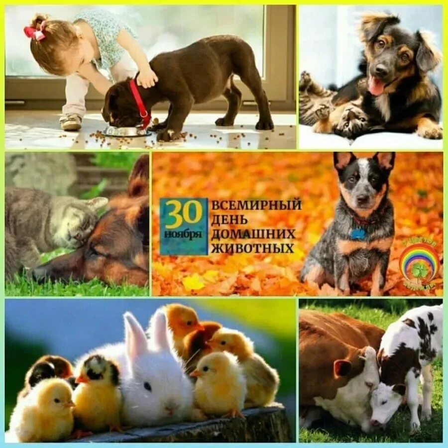День домашних животных. 30 Ноября день домашних животных. Праздник Всемирный день домашних животных. Всемирный день животных 30 ноября.