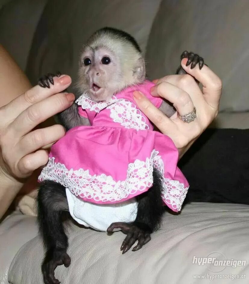 Купить обезьяну домашнюю живую. Карликовый капуцин. Домашняя обезьянка капуцин. Маленькие обезьянки. Домашние обезьянки в одежде.