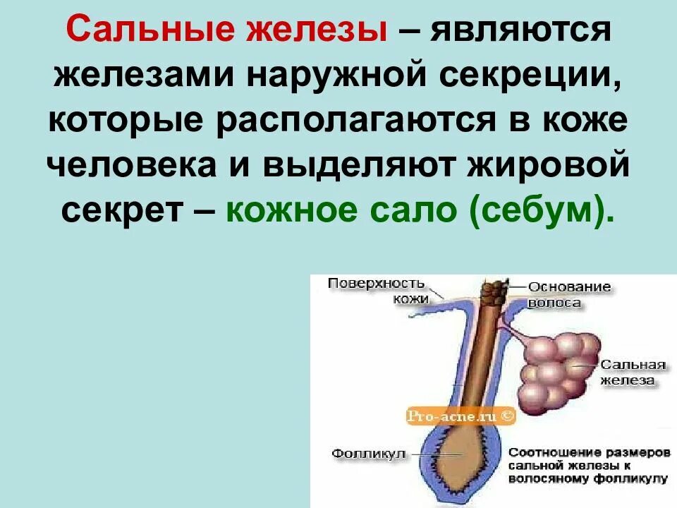 Функция железы кожи человека. Заболевания сальной железы. Сальные железы строение и функции.