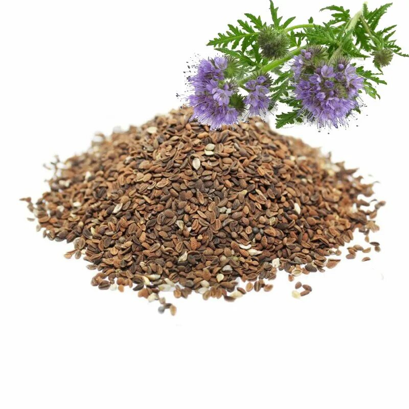 Сидераты фацелия. Фацелия посев семенами. Фацелия пижмолистная сидерат. Фацелия пижмолистная сидерат. Трава сидерат фацелия.