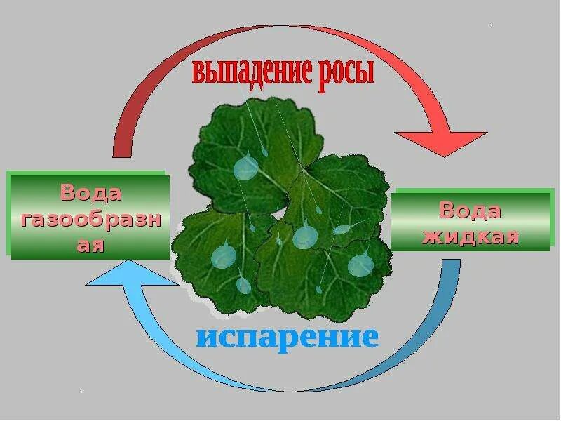 Образование росы схема. Схема процесса образования росы. Схема появления росы. Образование росы физика. Почему выпала роса