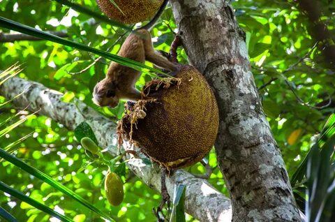 Monkey fruits