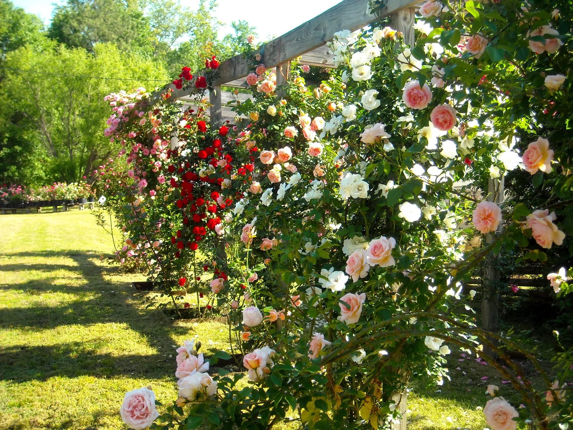 Rose Care Advice & Inspiration Garden containers, Garden design, Rose trees