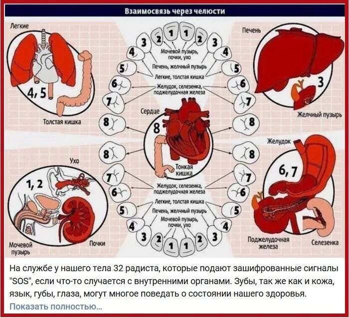 Связь зубов с органами. Взаимосвязь зубов и органов. Зубы и болезни внутренних органов. Зубы и органы взаимосвязь. Взаимосвязь зубов и внутренних органов.