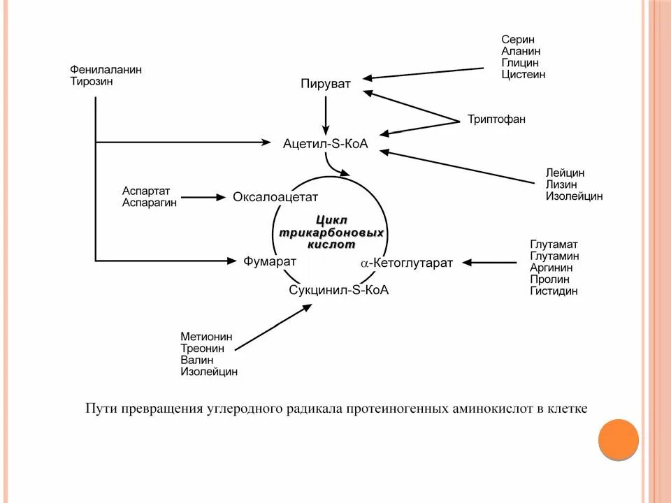 Аминокислоты в ацетил КОА. Превращение аланина в ацетил КОА. Превращение аминокислот в ацетил КОА. Катаболизм аминокислот до ацетил КОА. Превращение ацетил коа