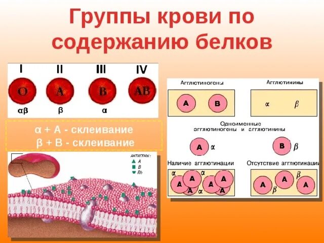 Что такое тканевая совместимость. Группы крови по содержанию белков. тканевая совместимость и переливание крови. тканевая совместимость и группы крови. биология тканевая совместимость и переливание крови.