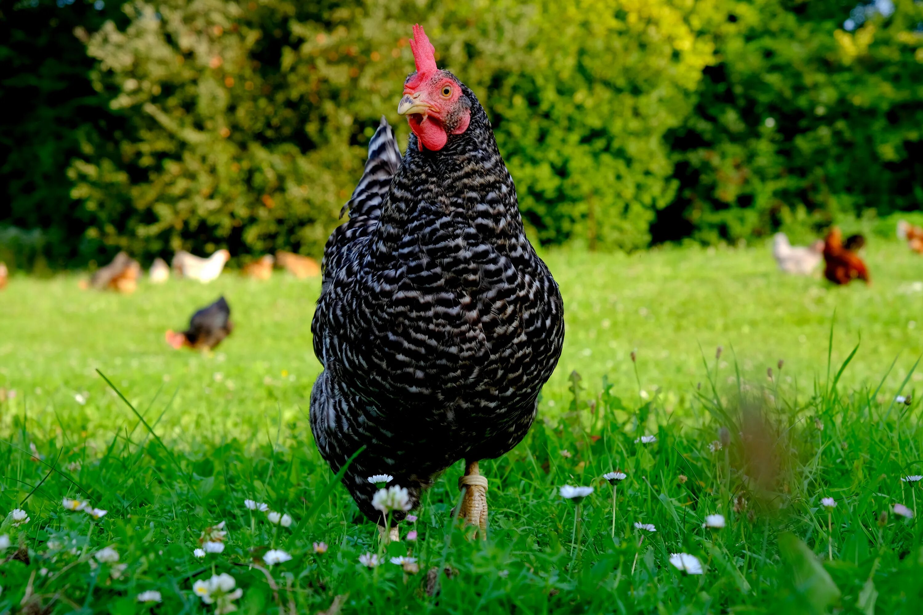 Your chickens. Шведский Блюмен куры. Плимутрок. Куры Доминант Триколор. Плимутрок куры яйца.
