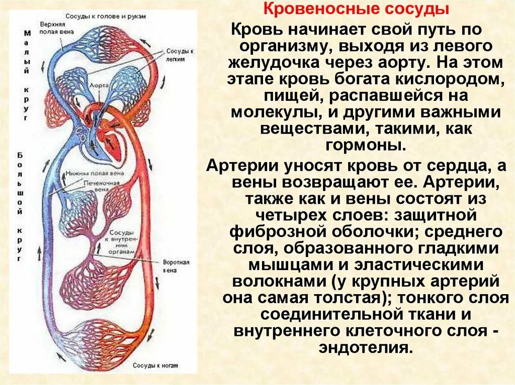 Сердечно сосудистая система состоит из. Движение крови в сердечно сосудистой системе. органы кровообращения сердце сосуды кровь. кровеносная система человека вид спереди. сердце и кровености сосуд.