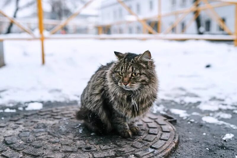 Какую температуру зимой выдерживают кошки на улице. Бездомные кошки зимой. бездомный кот зимой. бродячий кот. кошка на улице зимой.