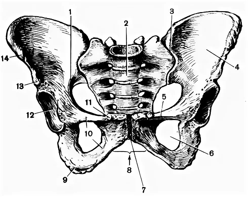 Женская тазовая кость анатомия. Структура кости таза. Анатомия костей таза Синельников. Тазовая кость вид спереди.