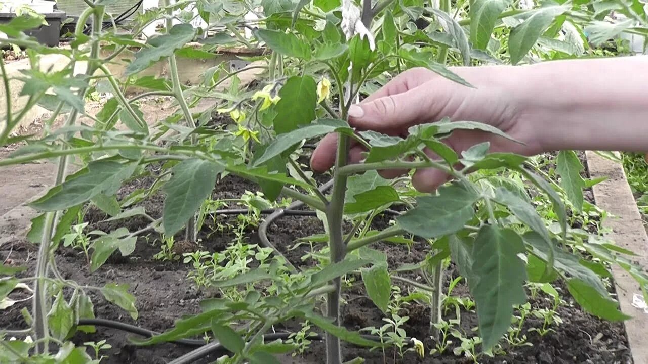 Как правильно пасынковать помидоры в теплице + схема пасынкование сор Дача-Овощи