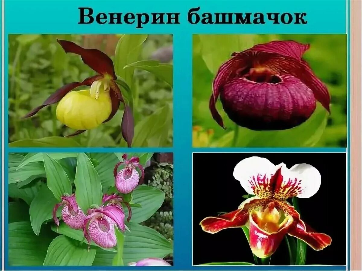 Венерин башмачок класс. Венерин башмачок. венерин башмачок розовый дикий. венерин башмачок крымский. венерин башмачок настоящий.