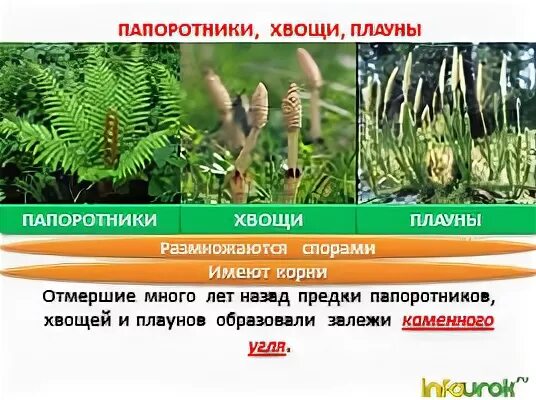 Общей чертой папоротников хвощей и плаунов является. Биология папоротники хвощи плауны. хвощи папоротники плавуны. папоротниковидные папоротники хвощ. папоротников плаунов хвощей.