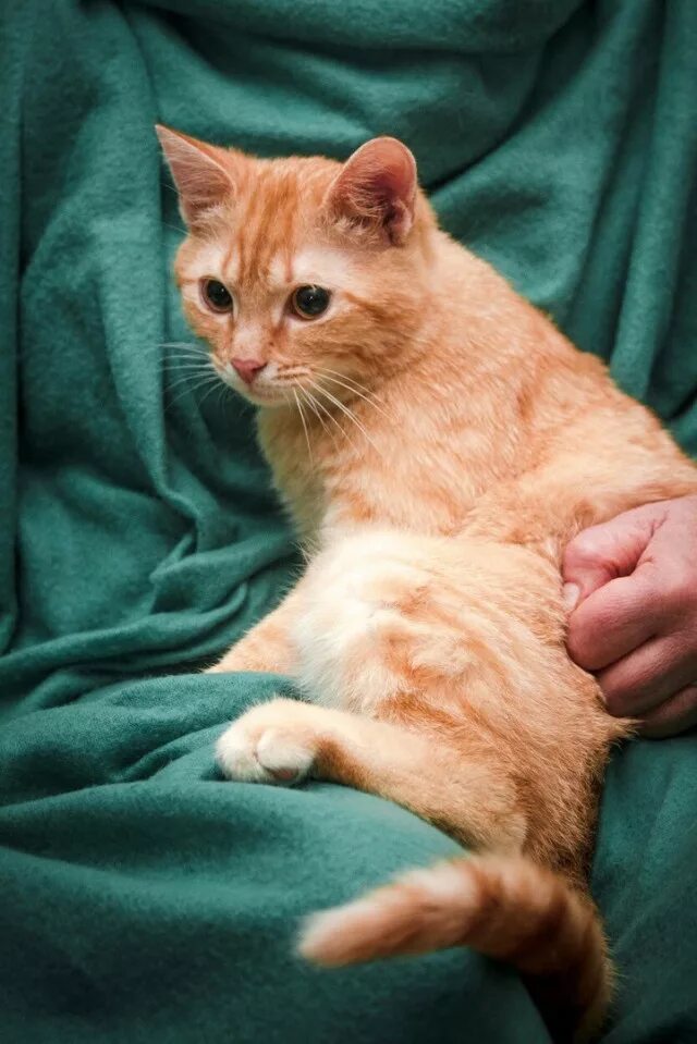 Рыжее солнце рыжий кот рыжий. Ласковый рыжий кот. рыжий кот ищет дом. рыжий кот молодой. рыжий котенок из приюта спб.