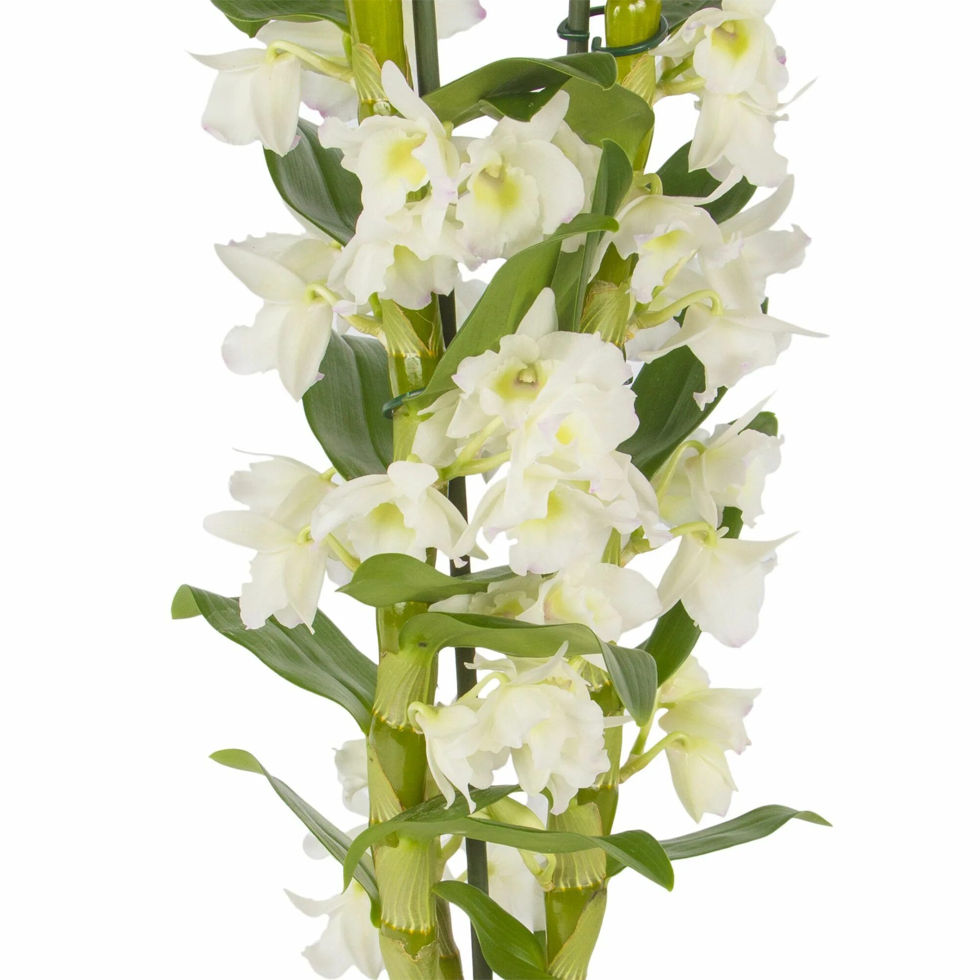 Орхидея Дендробиум Нобиле. Орхидея кустовая Дендробиум. Орхидея Дендробиум Нобиле белая. Дендробиум Аполлон. Дендробиум нобиле купить