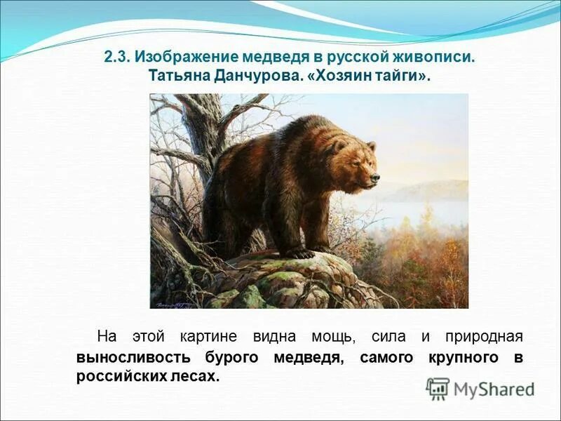 Значение медведя в природе и жизни человека. Исторический критерий белого медведя. Значение белого медведя в природе. Гималайский медведь в природе. Гималайский медведь в природе.