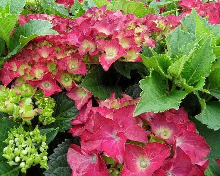 Hydrangea Macrophylla Plant in 1L Pot Groupon