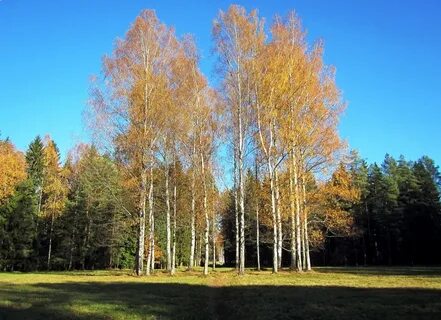 Аллеи белых берез