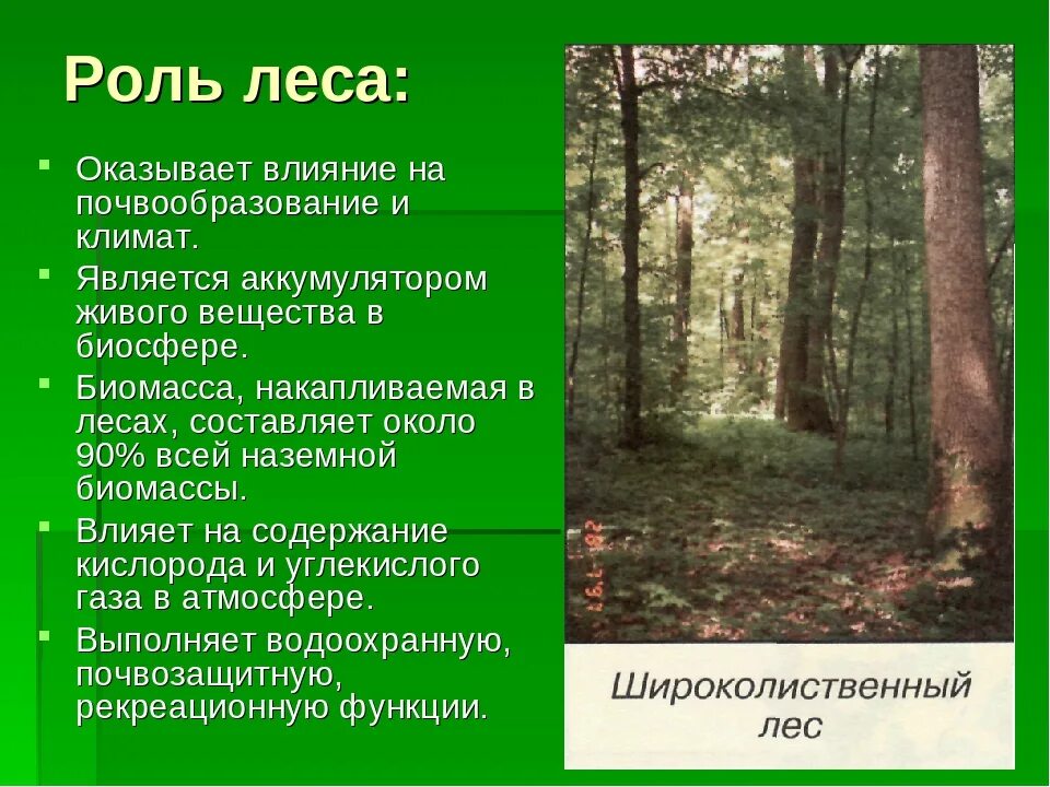 Роль леса. Роль человека в лесу. Роль леса в биосфере. Рекреационная роль леса