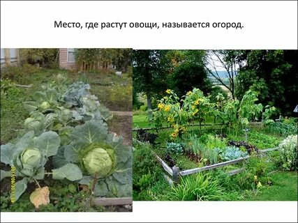 Огород овощи презентация