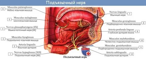 Капсула нервного узла на латинском