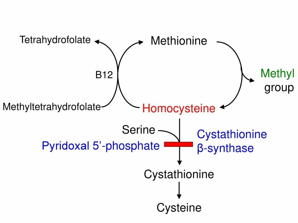 Гомоцистеин биохимия. Метилтетрагидрофолат биохимия. Гомоцистинурия биохимия. Метионин и тетрагидрофолат.