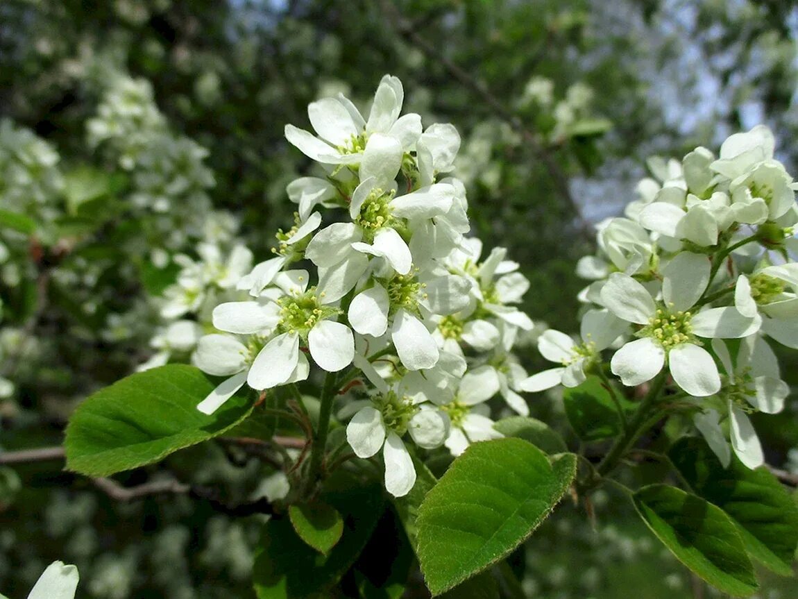 Ирга ольхолистная amelanchier alnifolia. Ирга amelanchier lamarckii. Ирга белая. Ирга канадская зонт. Ирга ламарка.