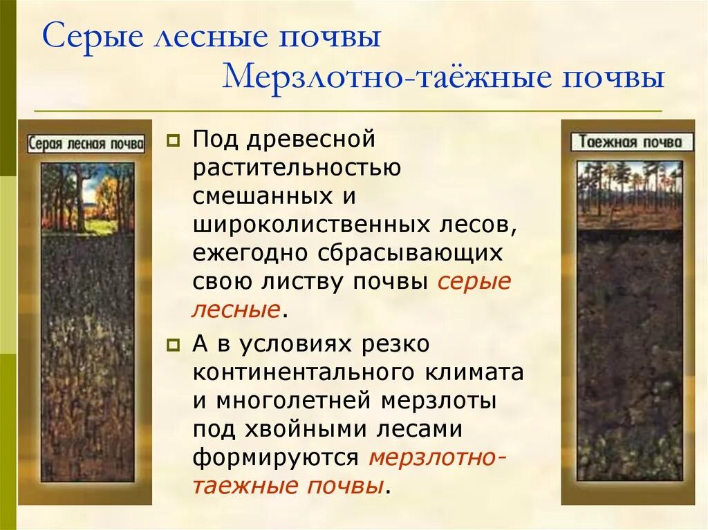 Условия образования серых почв. Условия образования мерзлотно таежной почвы. Мерзлотно Таежный Тип почвы условия образования. Почвенный профиль мерзлотно Таежные почвы. Серые Лесные почвы.