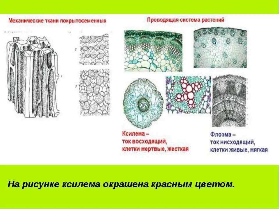 Клетки ксилемы живые. Ткани растений Ксилема флоэма. Проводящая ткань Ксилема. Флоэма и Ксилема механическая ткань. Проводящая ткань рисунок Ксилема.