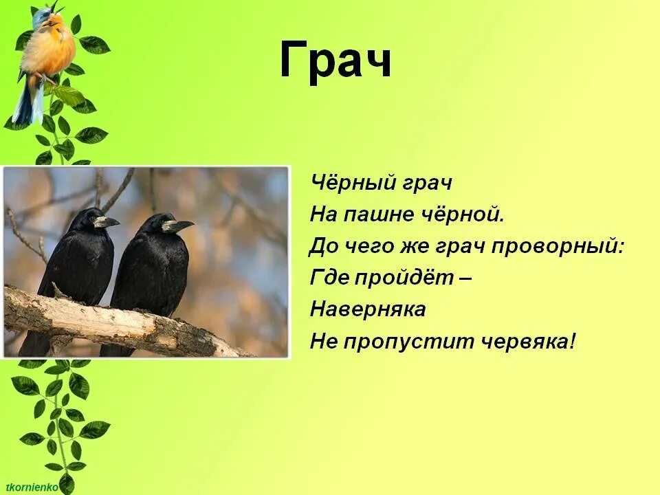 Грачей 1 б. Загадка про Грача для детей. Стих про Грача. Стихотворение про Грача для детей. Стих про Грача для дошкольников.