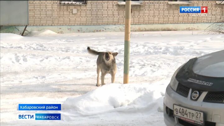 видеофрагмент про бездомных животных. собаки хабаровский край. ванино животные. экспедиционные гонки собаки. всех служебных собак.