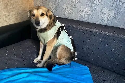 Новый дом щенка