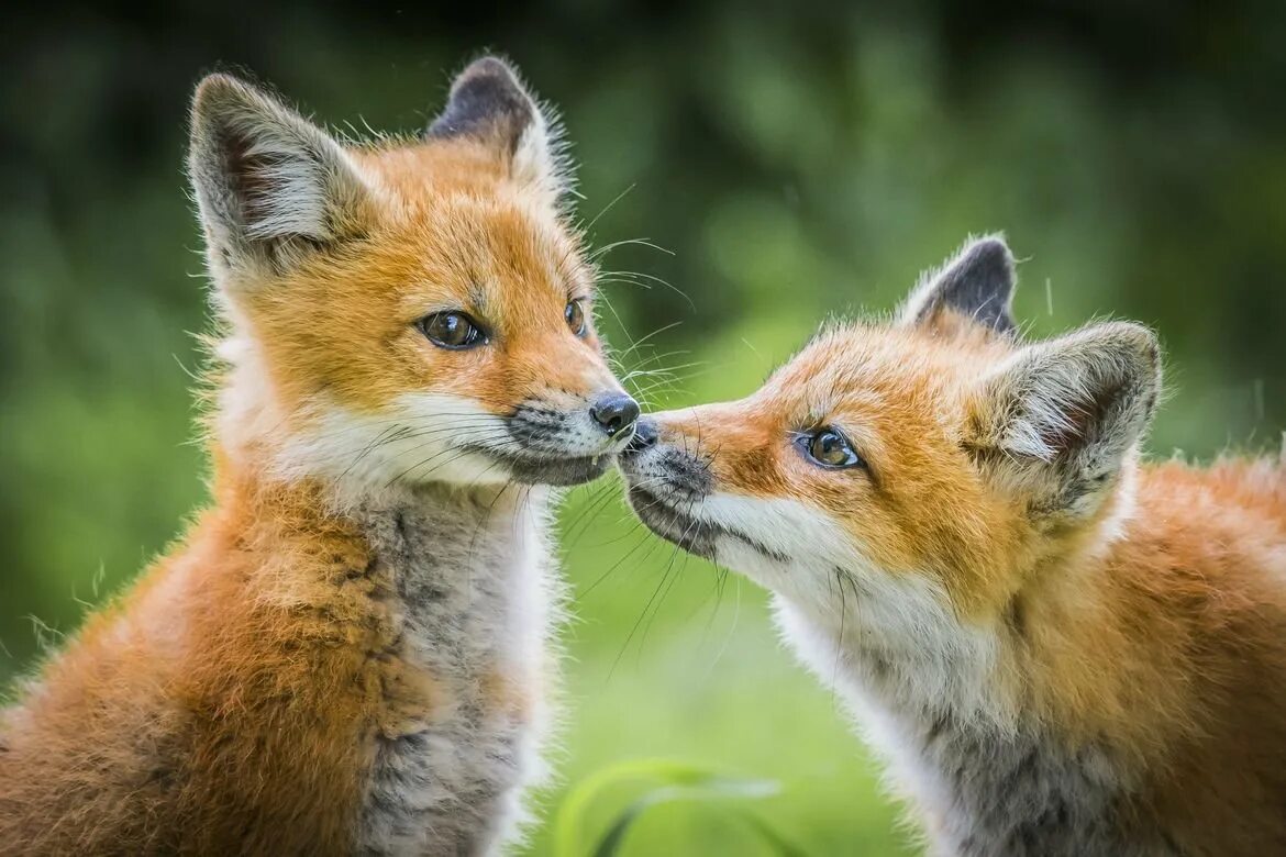 Two babies one fox на русском. Лисенок бейби Фокс. Лиса Лисенок лисята. Милые лисята. Лисица с лисятами.