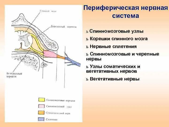 Периферические нервы и сплетения. Узлы периферической нервной системы. Периферическая нервная система нервные узлы. Периферическая нервная система спинномозговые нервы. Строение периферического нерва.