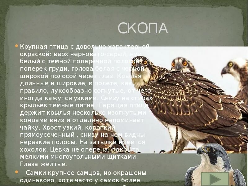 Скопа красная книга. Скопа. Скопа птица описание. Скопа хищная птица презентация.