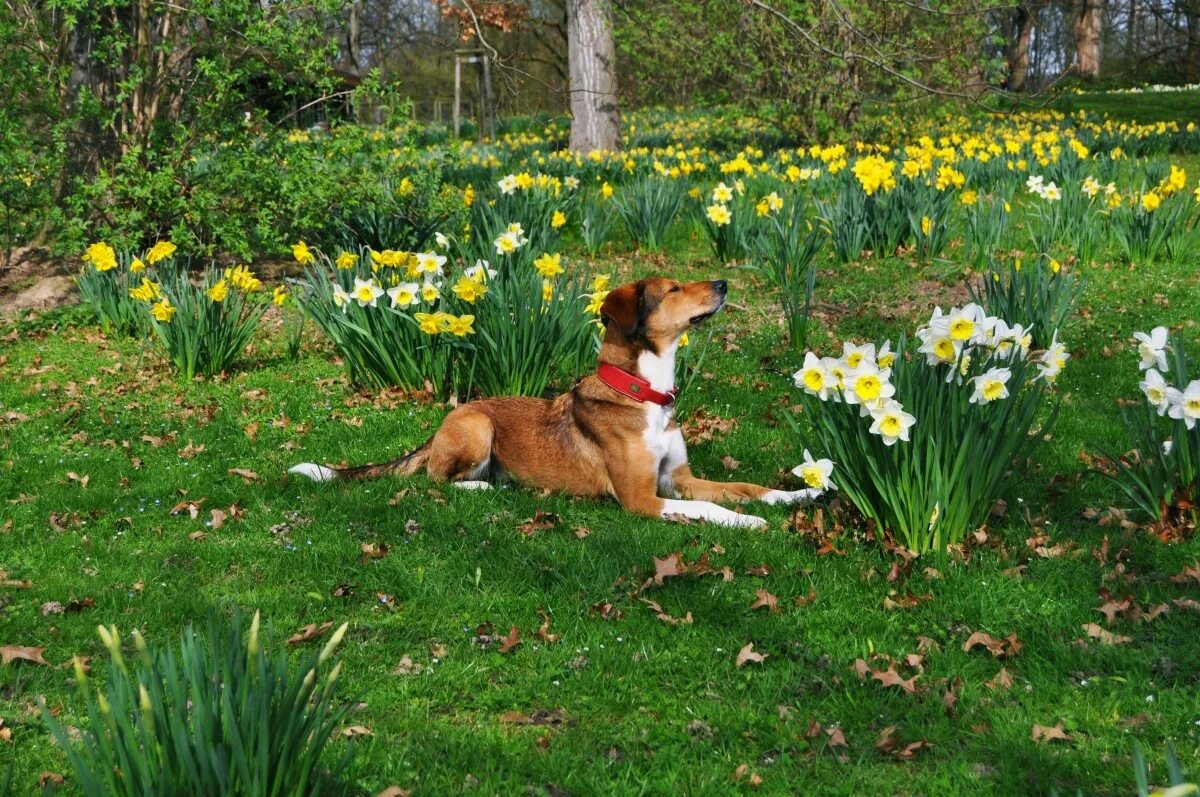Dogs garden. Собака на газоне. Dogs garden. Собака в саду. A dog is in the garden.