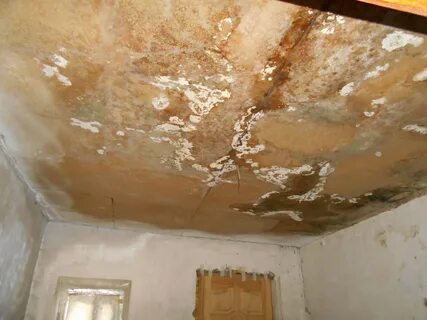 Плесень на потолке - CormanStroy.ru