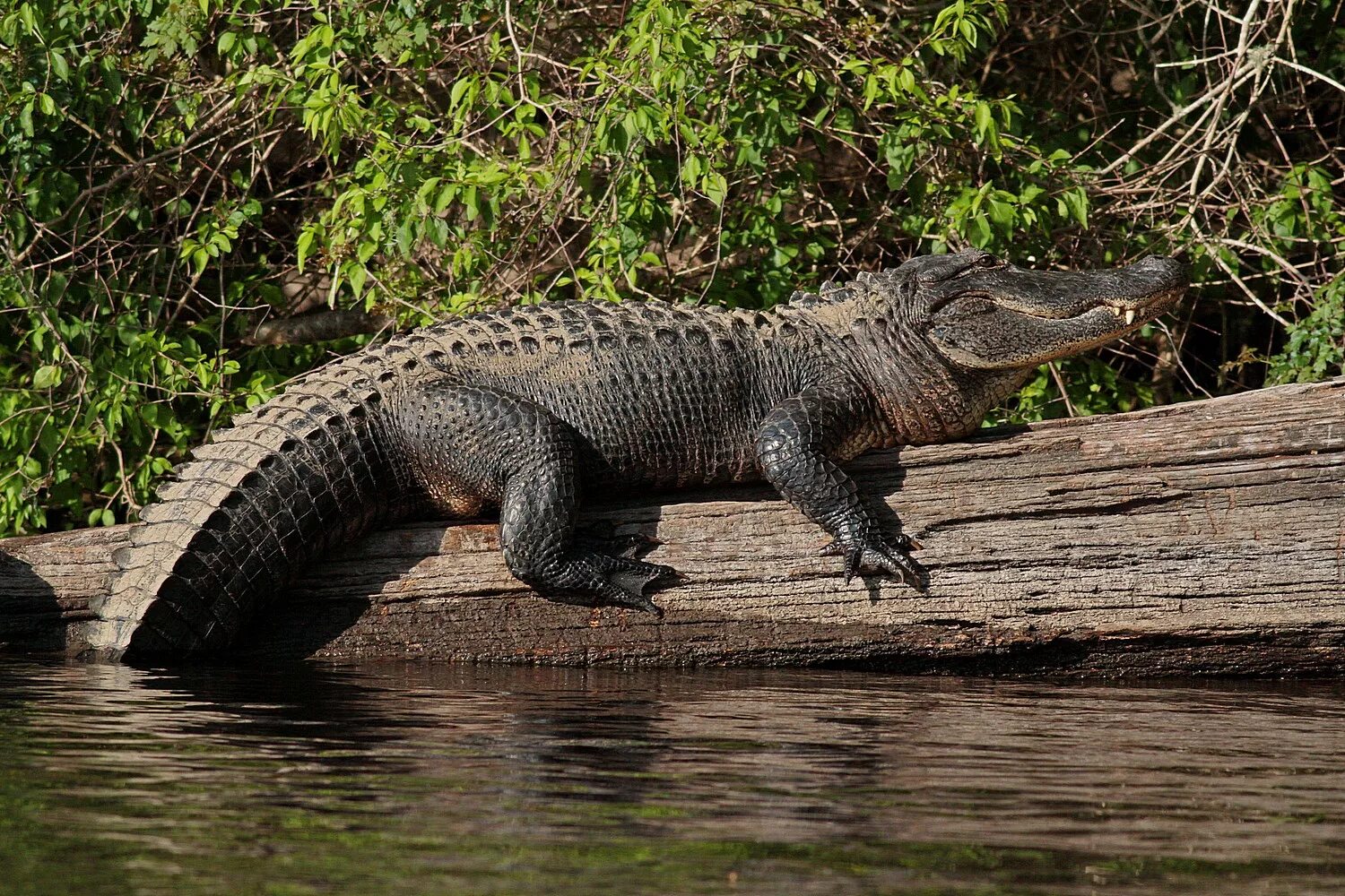 Крокодил зверь или нет. Миссисипский аллигатор. миссисипский аллигатор (alligator mississippiensis). американский (или миссисипский) аллигатор. американский крокодил аллигатор.